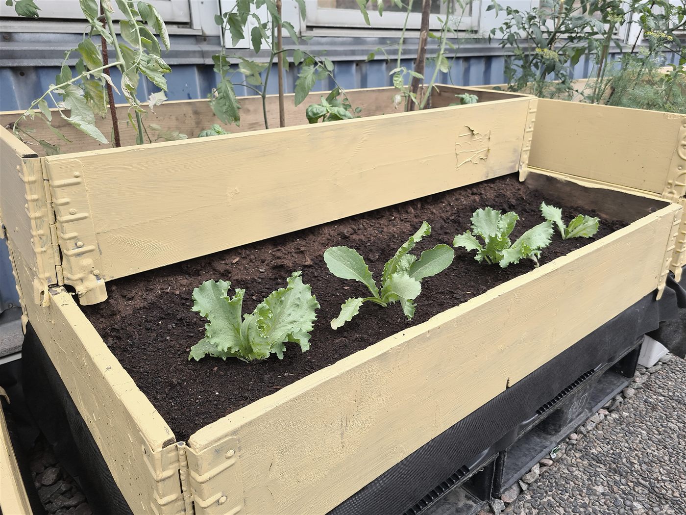 Gul odlingslåda av pallkragar med sallat som växer i jorden.